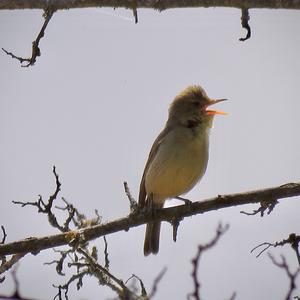 Melodious Warbler