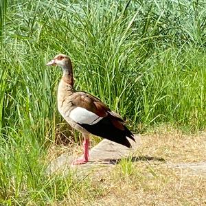 Egyptian Goose