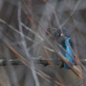 Eisvogel