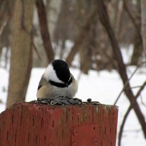 Black-capped Chickadee