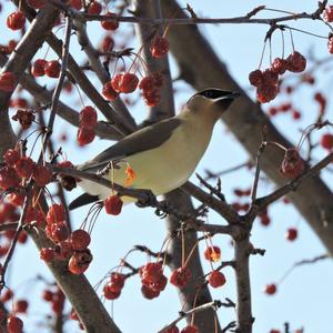 Cedar Waxwing