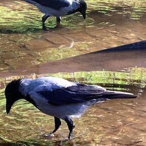 Hooded Crow