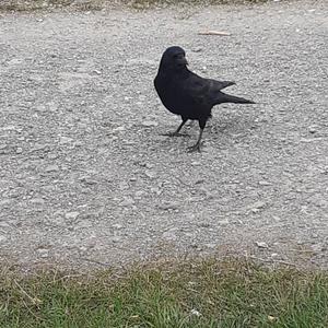 Carrion Crow