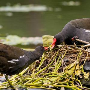 Common Moorhen