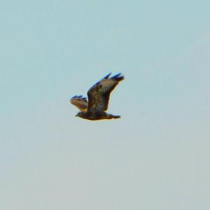 Common Buzzard