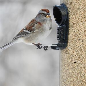 American Tree Sparrow