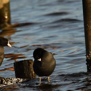 Common Coot