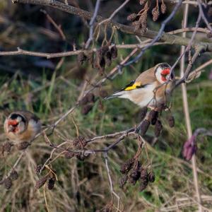 European Goldfinch