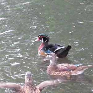 Wood Duck