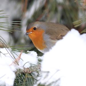 European Robin