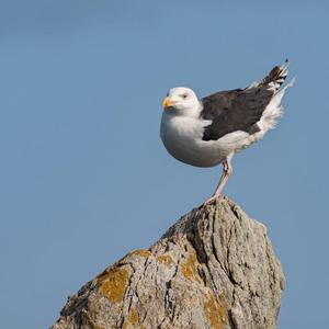 Great Black-backed Gull