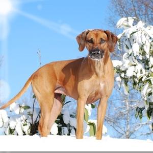 Rhodesian Ridgeback