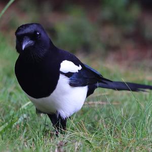 Black-billed Magpie