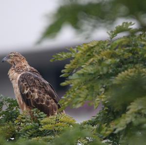 Schopfwespenbussard