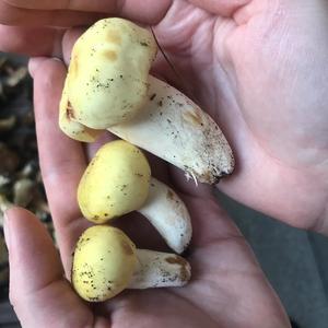 Yellow-ochre Russula