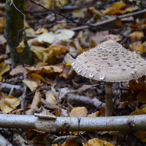 Parasol Mushroom