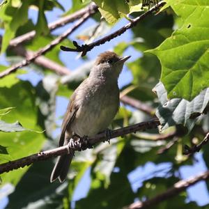 Blackcap