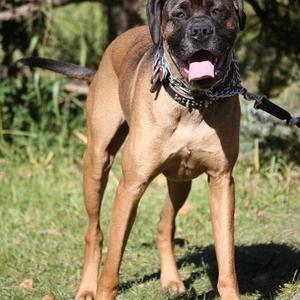 Unknown Breed