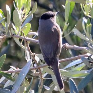 Blackcap