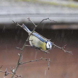 Blue Tit