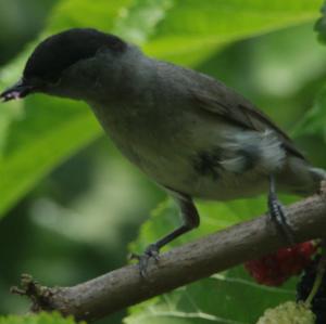 Blackcap