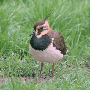 Northern Lapwing