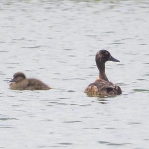 Tufted Duck