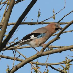 Eurasian Jay