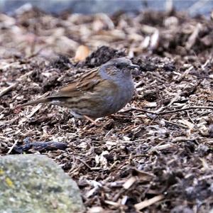 Hedge Accentor