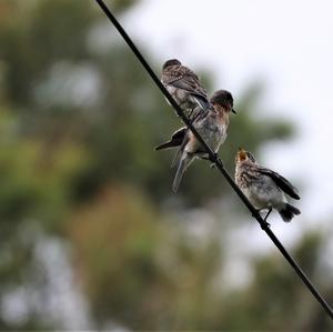 Eastern Bluebird