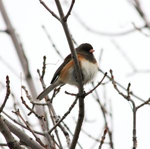 Dark-eyed Junco