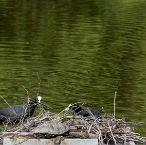 Common Coot