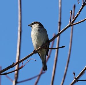 House Sparrow