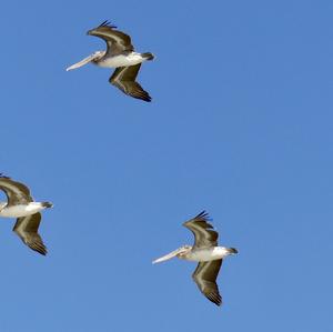 Brown Pelican