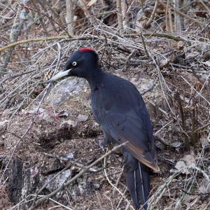 Black woodpecker