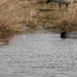 Common Teal