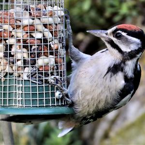 Great Spotted Woodpecker