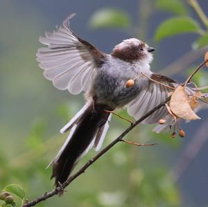 Long-tailed Tit