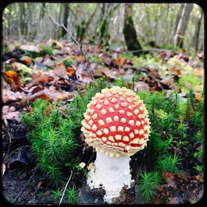 Fly Agaric