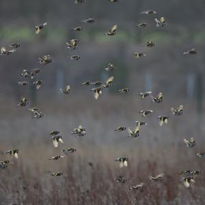 European Goldfinch