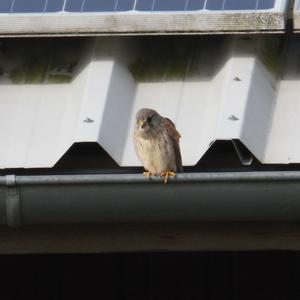 Common Kestrel