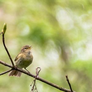 Common Chiffchaff