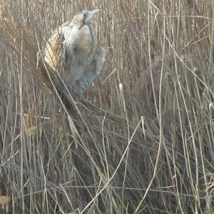 Great Bittern