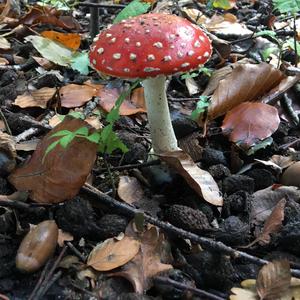 Fly Agaric