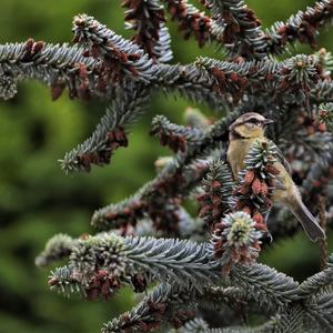 Blue Tit