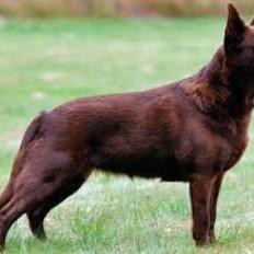 Unknown Breed