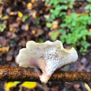 Black-footed Polypore