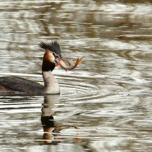 Great Crested Grebe