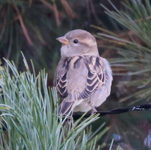 House Sparrow