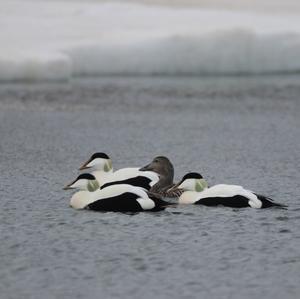 Common Eider